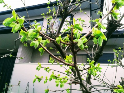 原駅に向かう途中で、ある家の庭にあった柿の木です。青葉の季節になりました。