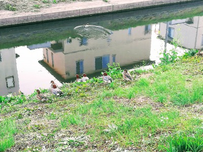 バイパス沿いの沼川で、親子連れのカモが水遊びをしていました。
