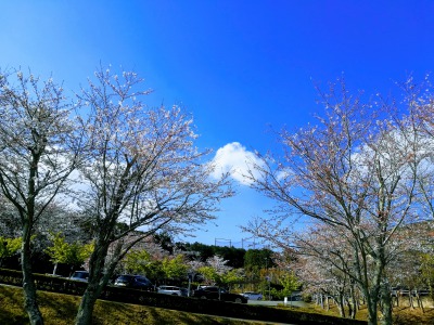 新沼津カントリークラブの桜です。