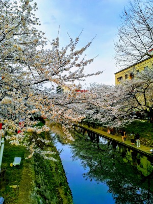 富山市松川沿いの桜並木です。多くの市民が花見に訪れていました。