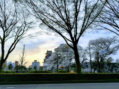夕日に映える富山城と、城址公園の桜です。
