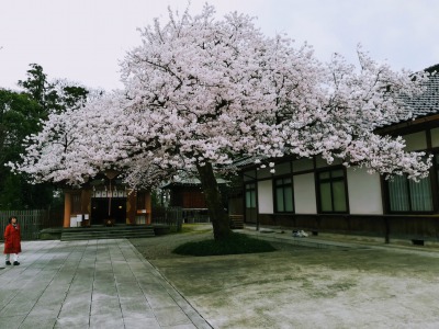 富山の桜です。