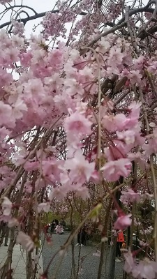 京都の桜です。Sunが撮ってくれました。