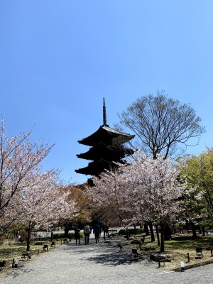 京都の東寺です。